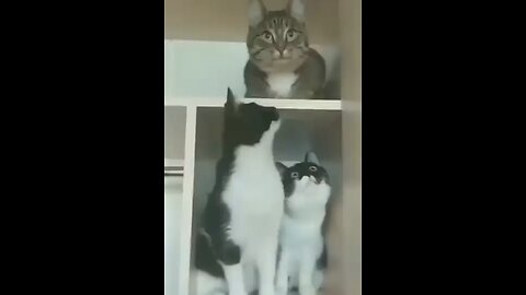 funny cat Video