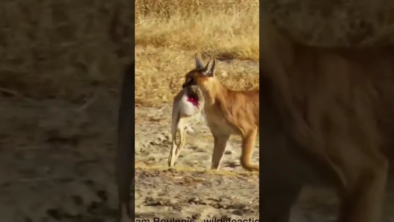 Gatos Selvagens caçando sua presa Animal raro