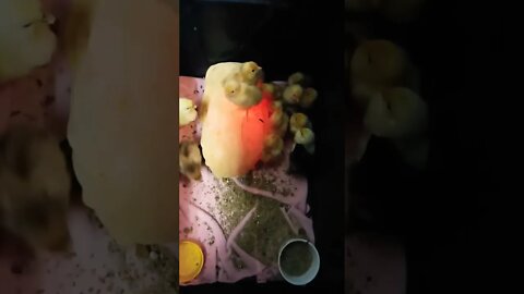 Some Pekin chicks 29 September 2022