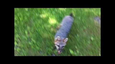 When Animals Attack: Rabid Fox attacks man doesn't end well for the fox