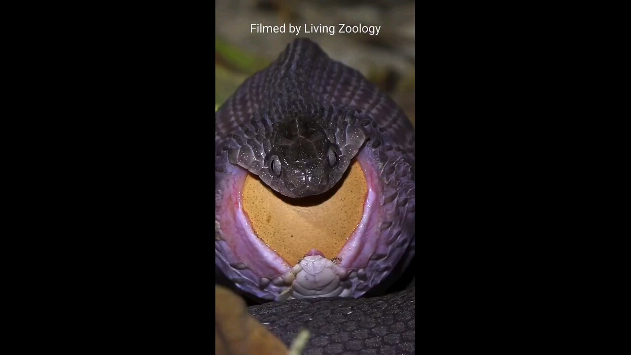 SNAKE EATING A BIG EGG