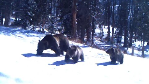 Grizzlies under the meat pole in Elk camp