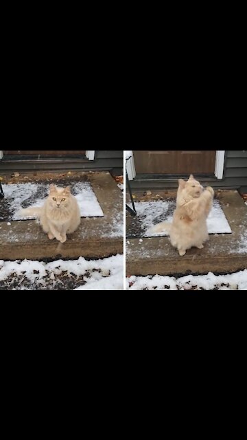 Cat Loves To Catch Falling Snowflakes