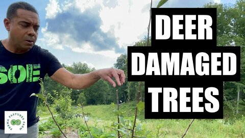 "Anyone Needin' a Rooster?"// Deer Damaged Fruit Trees
