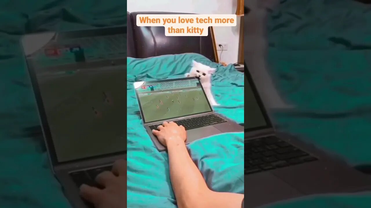 when you love Tech more than kitty #shorts #cat