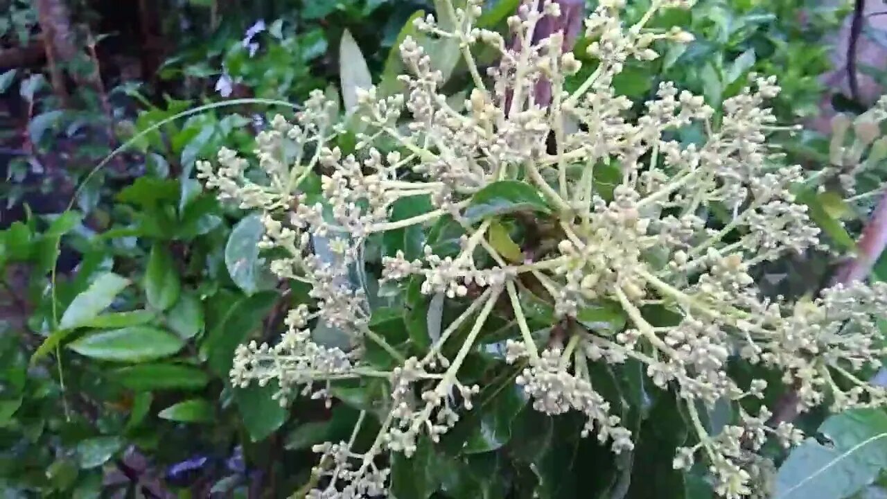 frutíferas produzindo em vaso cereja matosi amora paquistanesa grumixima anã substrato Fort RD...