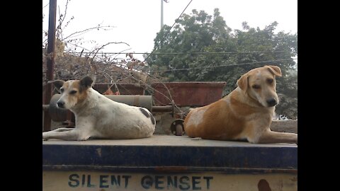 Short vlog Indian dogs 🐕