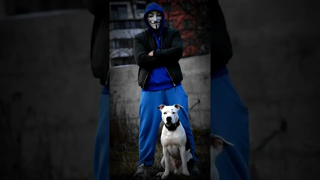 The friend who gives me power 🦁 #shortvideo #dog #amstaff #amstafflove #amstaffworld #amstaffpuppy