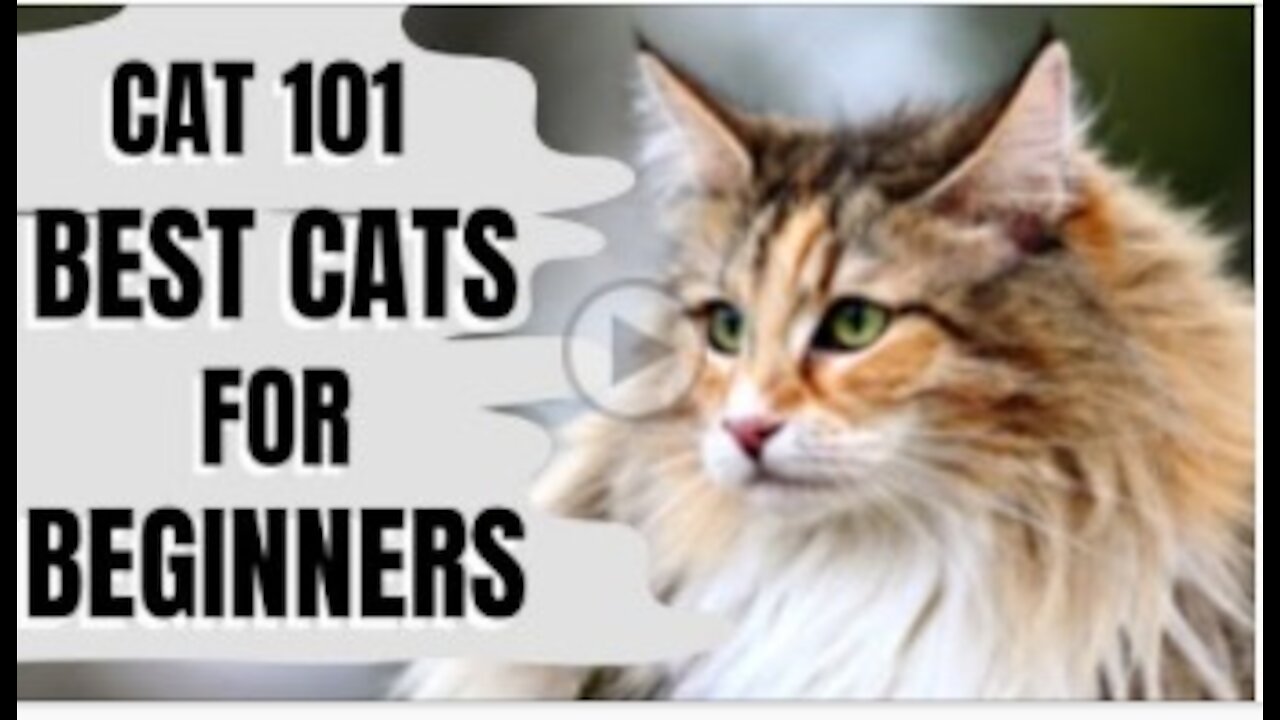 Cats 101 : Best Cats for Beginners