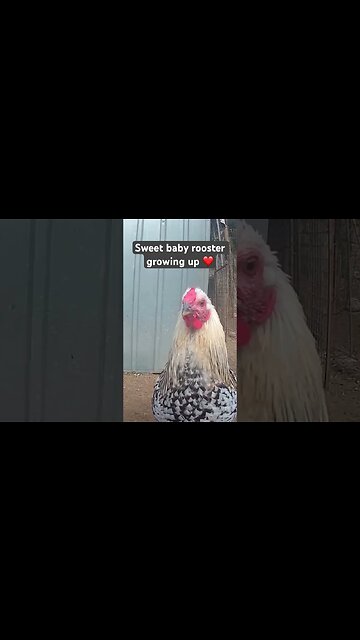 Farm surveillance. Sweet little rooster growing up ❤️