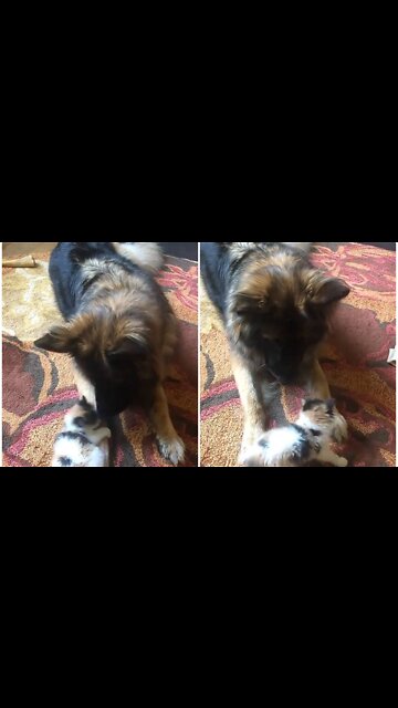 Energetic cat play with silly dog with full of joy