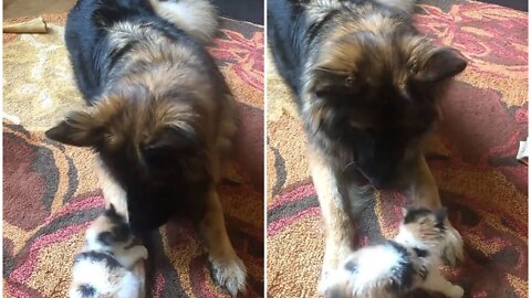 Energetic cat play with silly dog with full of joy