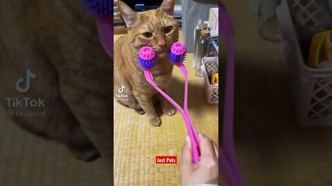 Best Cat toy ever invented #shorts Funny animals videos 2021