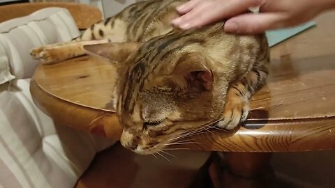 Beddy naps on the table near Mama