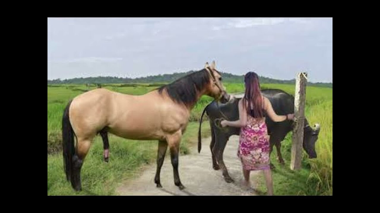 My sister training care her lovely horse in beginner