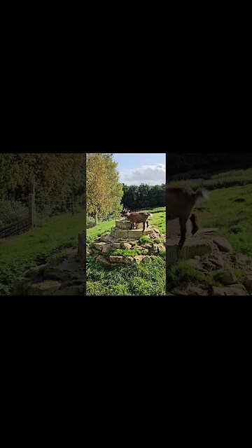 Bath City Farm 🐴 #farm #farmanimals #miniaturehorse #pigs #chickens #goats #ducks #England #bath
