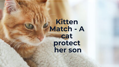 Kitten Match - Un chat protège son fils