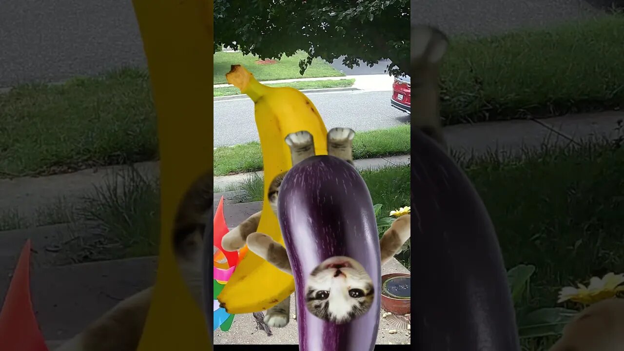 Banana Cat vs Eggplant Cat! 🍌🍆 #BananaCat #eggplantCat #Vs