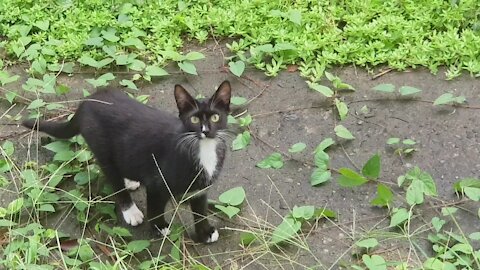 Snack eating street cat