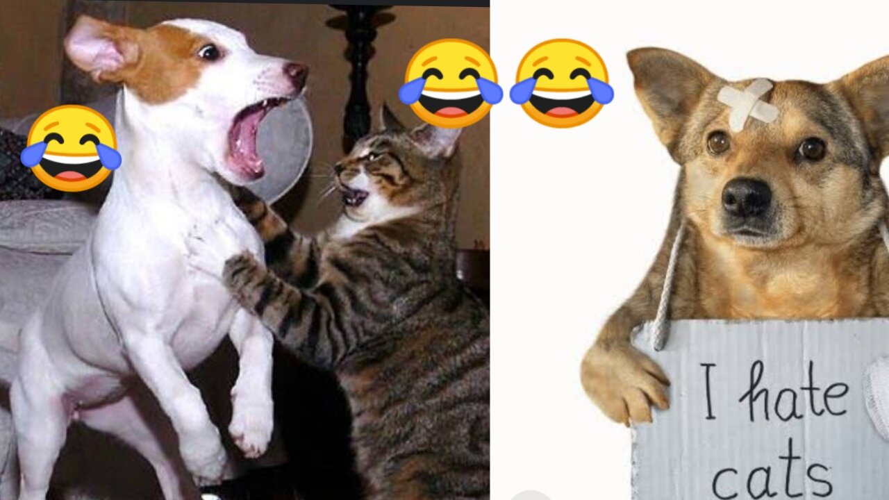 2023 - Amazing fail and oops moments of cat🐱 and dogs