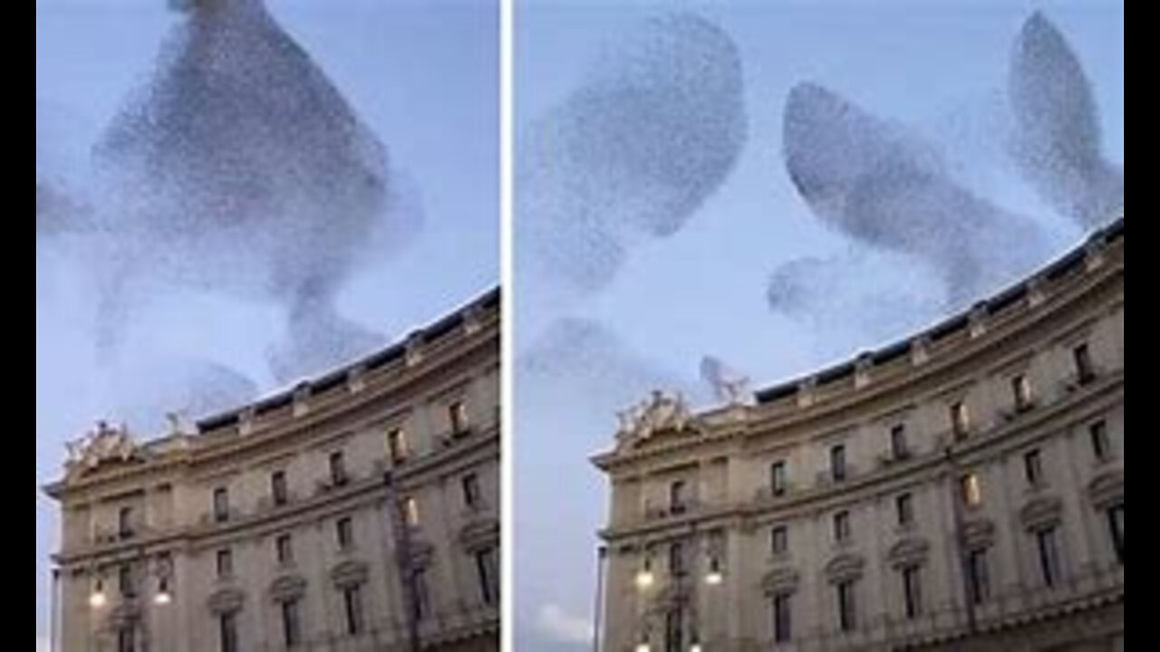 Mesmerizing bird murmuration captured on camera in Rome