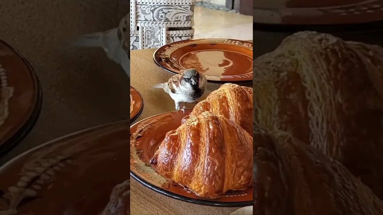 a sparrow 🕊️ enjoys a taste of croissant 🥐