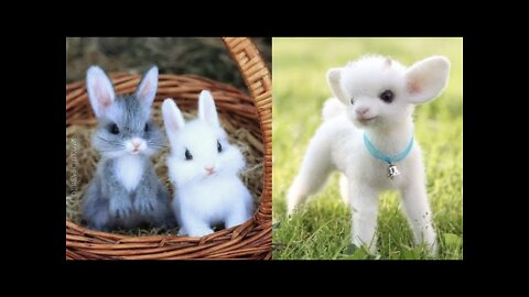 Cutest baby pets Videos Compilation. Cute moment of the Pets