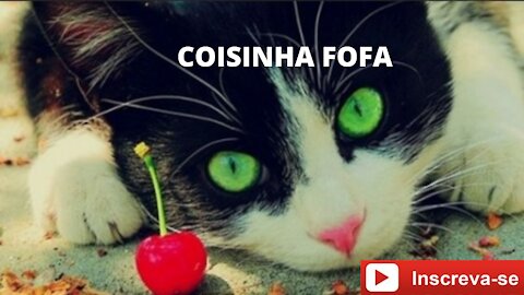 CUTE THING = COISINHA