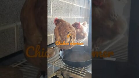 chicken warmer