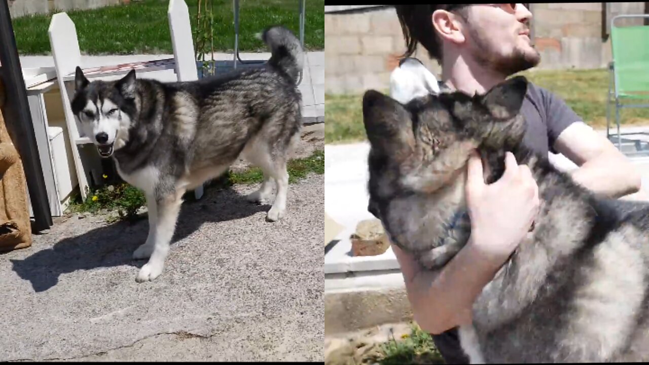 Husky can't contain excitement after being reunited with owner