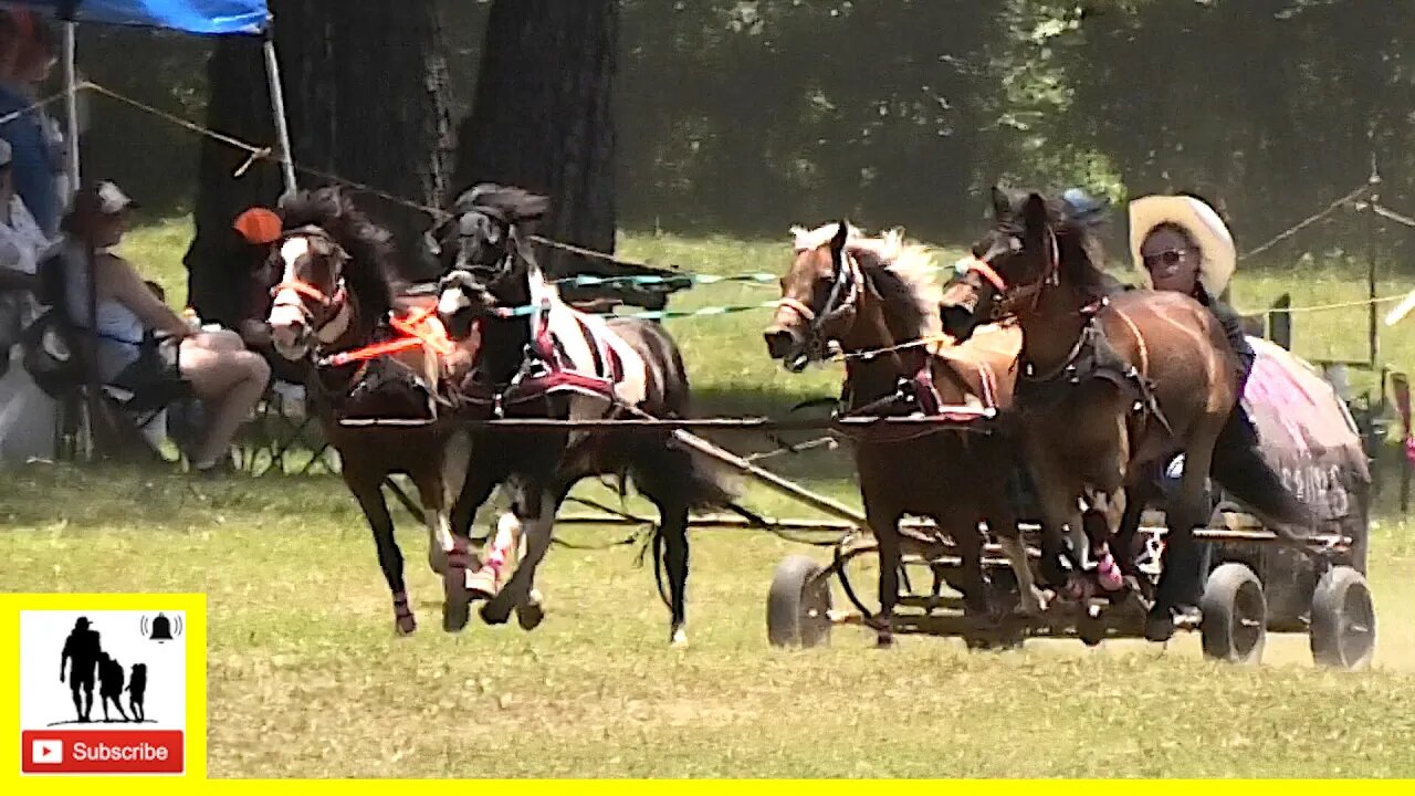 4-Up Pony Team Races - What About Bob Chuckwagon Races 2022 | Saturday