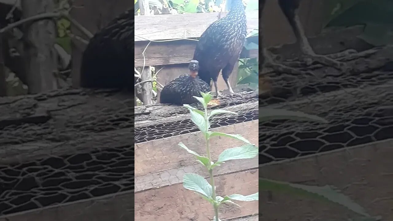 Jacu e seus filhotes em busca de comida Jacuaçu