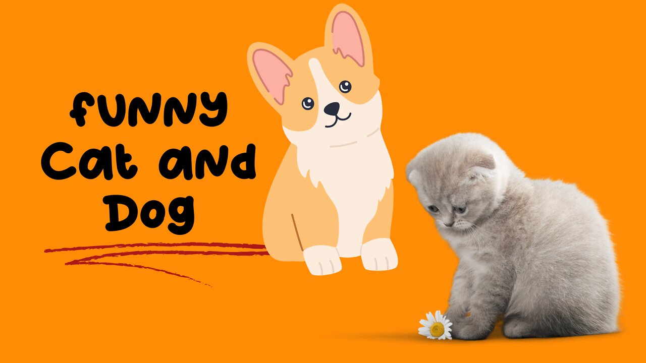 Funny Cat and Dog, Funny Animal Moments
