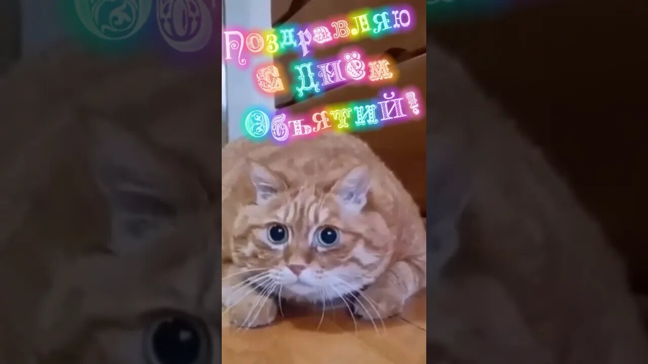 #shorts Смешные Коты Из Тик Тока 157 Funny Cats From Tiktok