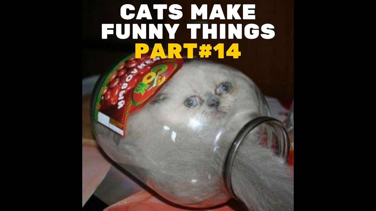 Funniest Cats #14 [2021]