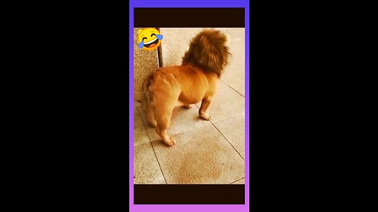#short/Funny video /king