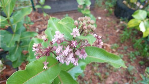 Monarch caterpillar house. a safe place for them to grow. 03