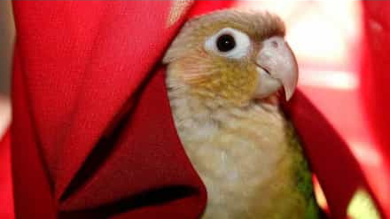 Cet oiseau joueur tombe de sa cage !