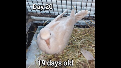 Ringneck Dove fledgling day 20