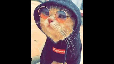Funny pets - cat, dog - Try not to laugh