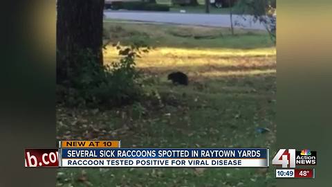 Sick raccoons create concern in Raytown