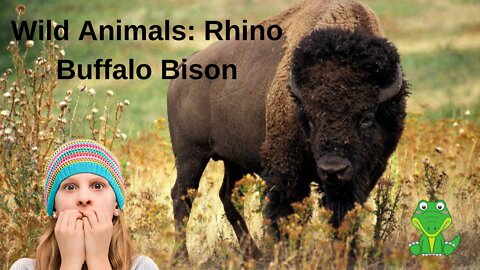 Wild Animals: Rhino Buffalo Bison