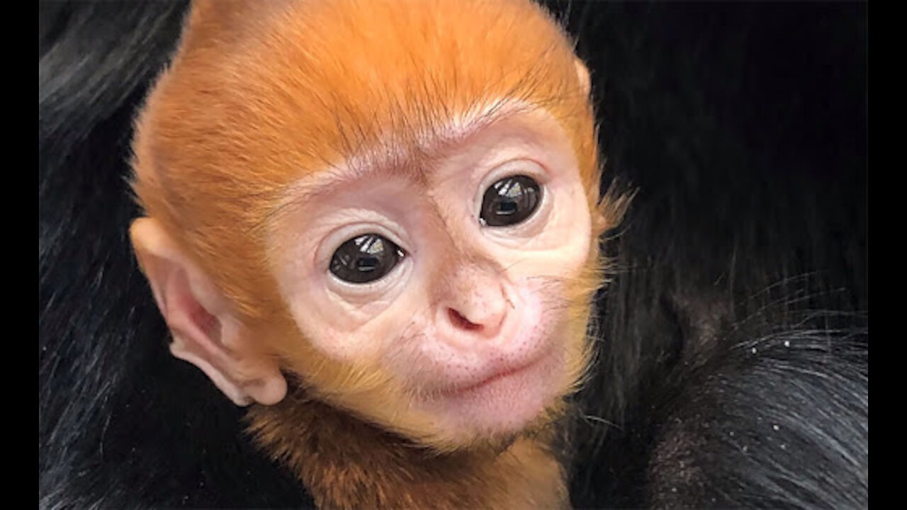 Ridiculously Cute Baby Monkey with his Mom
