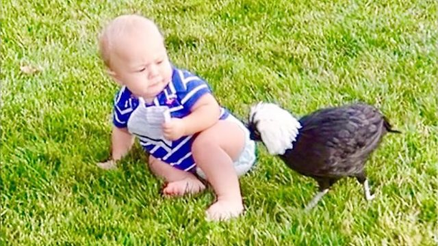 Watch Best Funny Animals & Babies Compilation - Funny Baby Video 2018