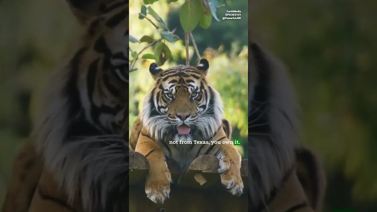 Biggest Concentration of Tigers in the World