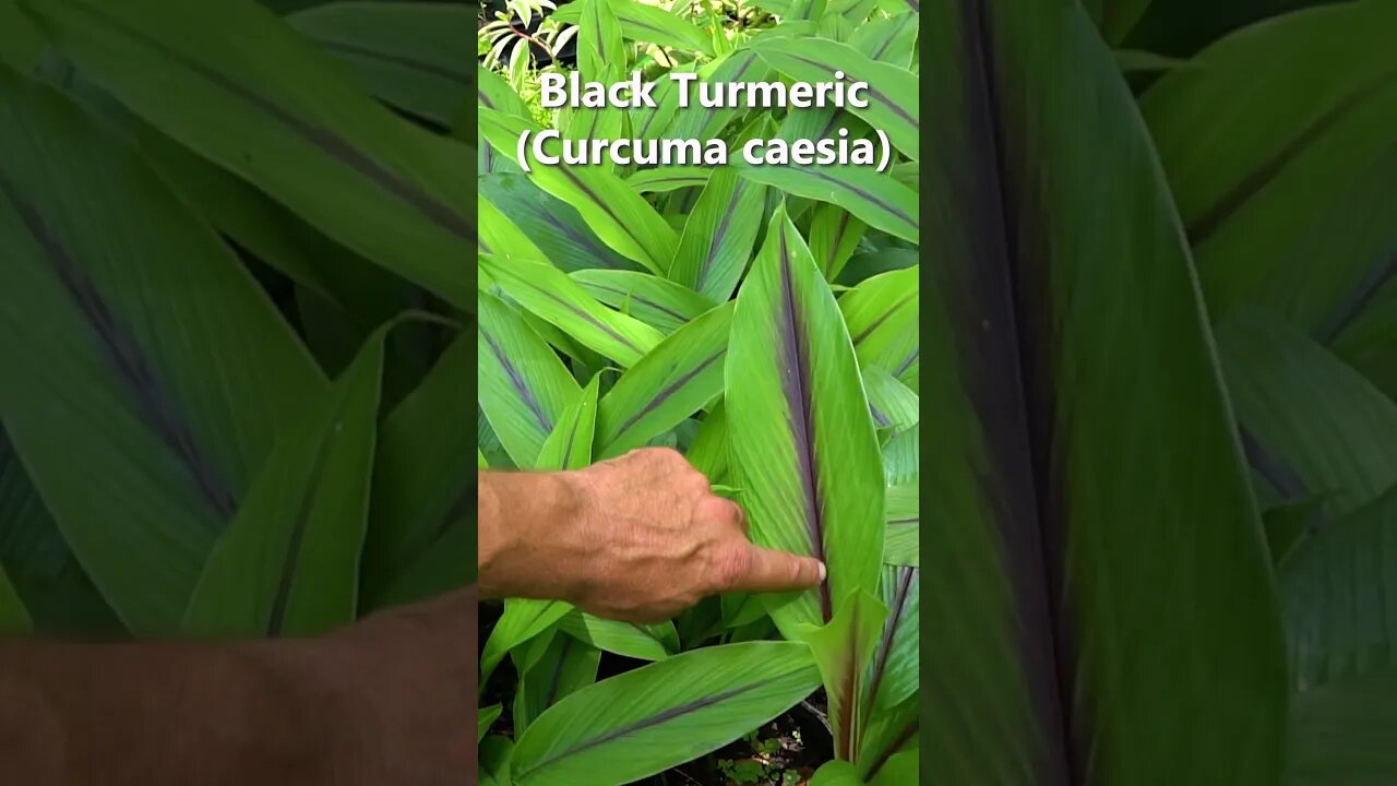 SO Rare and Medicinal: Get Your Hands on Black Turmeric on our Online Store! #foodforest #gardening