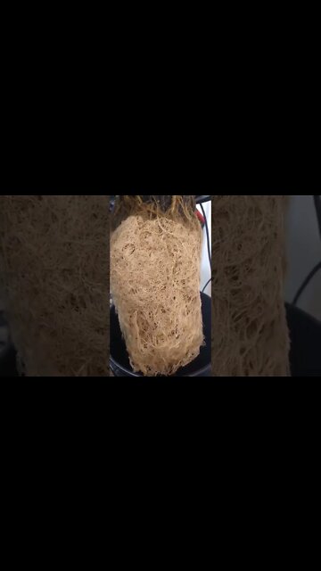 Cut downed Slurricane from Inhouse Genetics. She sure was a grower!! #shorts #420 #plants #growing