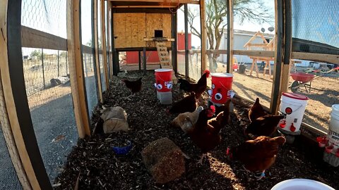 Chickens in the run, Rooster crowing, Hens clucking, relaxing video of chickens being chickens