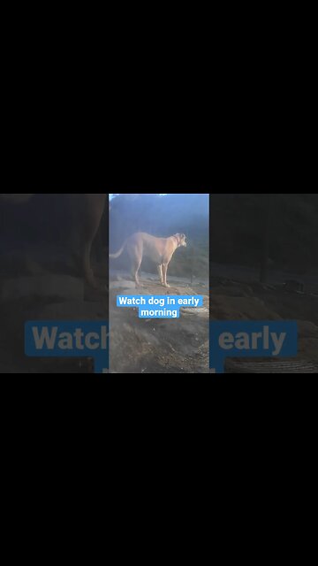 Farm surveillance. Watch dog