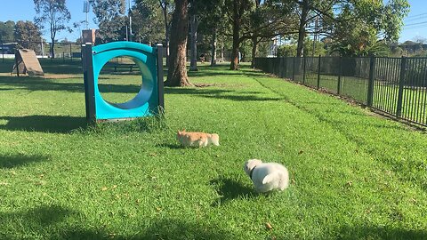 Coco and Kimchi at the Bulldogs doggy park